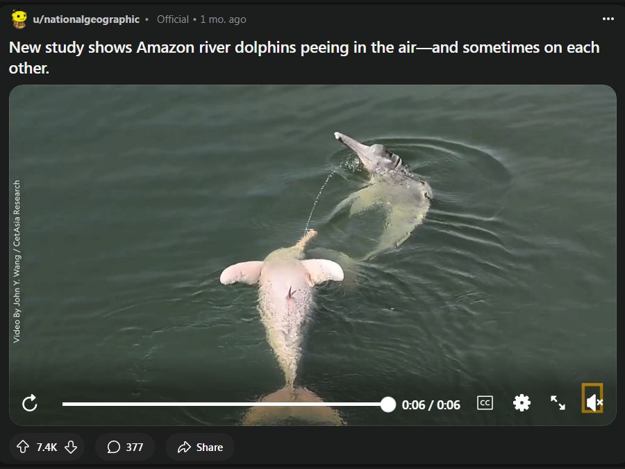 New study shows Amazon river dolphins peeing in the air and sometimes on each other